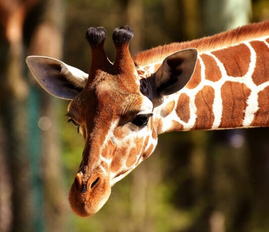 Tierpark Hagenbeck – Hamburgs faszinierendster Zoo