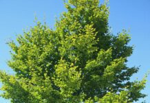 Pflanzen auf den Straßen und in den Parks von Hamburg