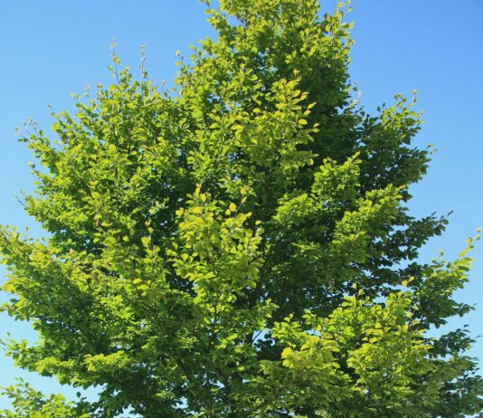Pflanzen auf den Straßen und in den Parks von Hamburg
