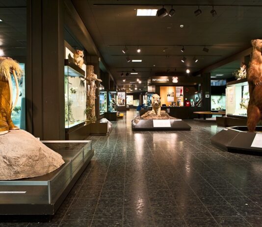 Зоологічний музей у Гамбурзі