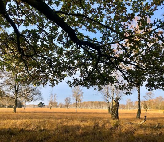 История национального природного заповедника Гамбурга «Duvenstedter Brook»