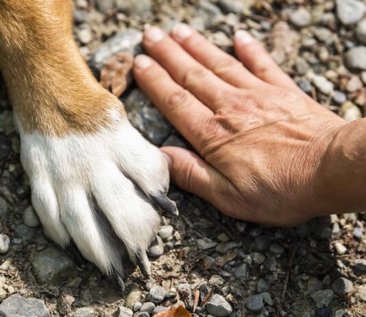 Центры обучения и дрессировки собак в Гамбурге