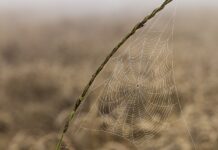 Рідкісні павуки у Гамбурзі