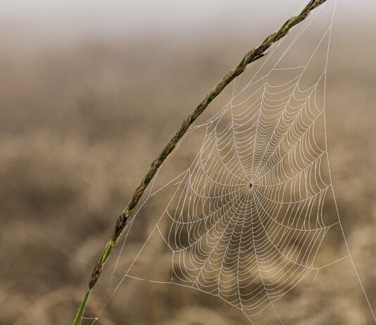 Редкие пауки в Гамбурге