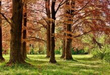 Про лісове господарство у Гамбурзі — “Duvenstedter Brook”