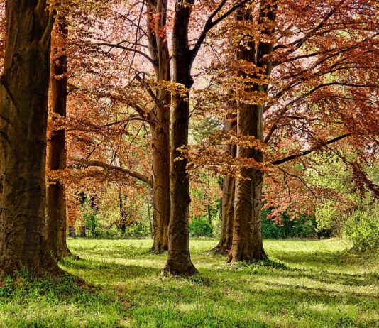 Про лісове господарство у Гамбурзі — “Duvenstedter Brook”
