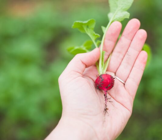 Про овочеву компанію міста Гамбург “Behr AG”