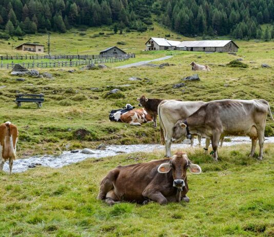 Ферми Гамбурга: традиції та сучасність
