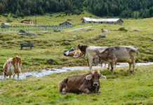 Hamburgs Bauernhöfe: Wo Tradition auf Moderne trifft