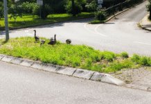 NABU Hamburg und seine Rolle beim Schutz der Vögel