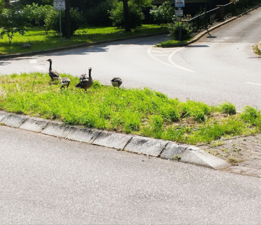 NABU Hamburg und seine Rolle beim Schutz der Vögel