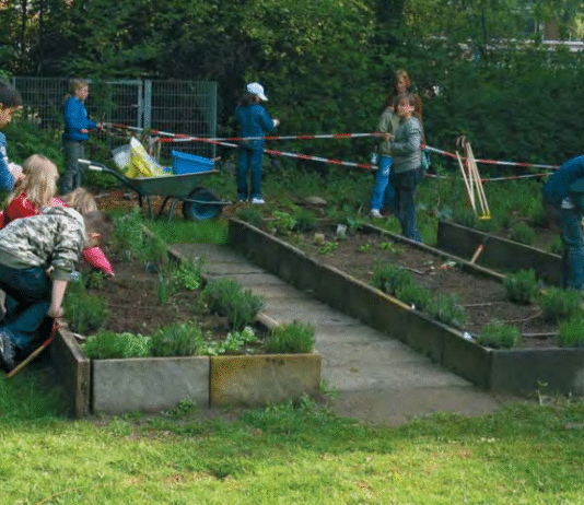 Plant-for-the-Planet in Hamburger Schulen: Umweltbildung durch Baumpflanzungen