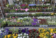 Blumenwelt