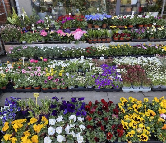 Blumenwelt
